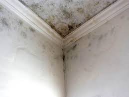 Best Emergency Mold Remediation  in Aviston, IL