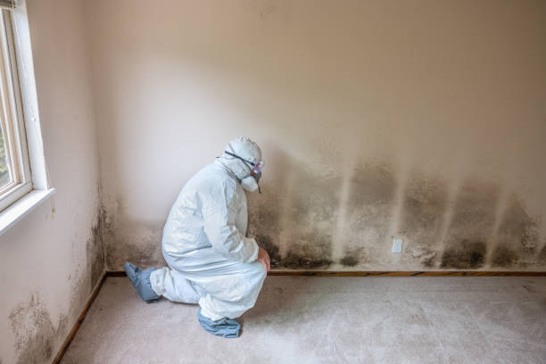 Why You Should Choose Our Mold Remediation Services in Aviston, IL